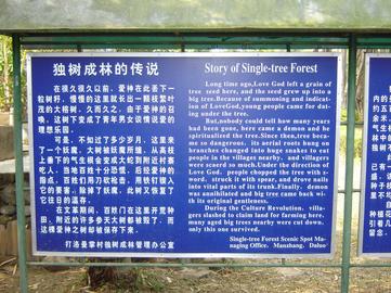 single forest tree story2.JPG
